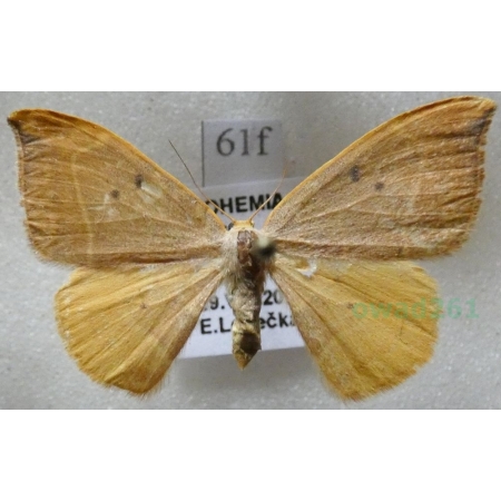 Watsonalla binaria (Hufnagel, 1767) female Wycinka dwojaczka Czech61f
